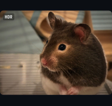 Male Syrian Hamster For Sale