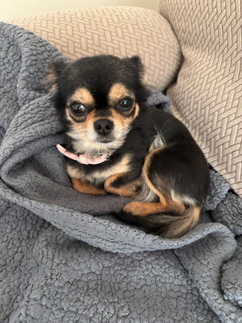 Chihuahua for rehoming