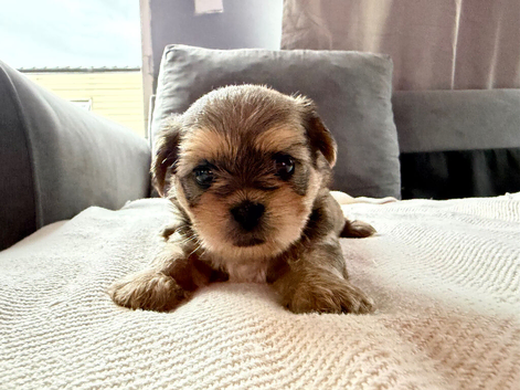 4 Gorgeous Shih Tzu boys available