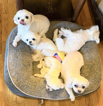 Adorable Maltese pups 1 boy 2 girls