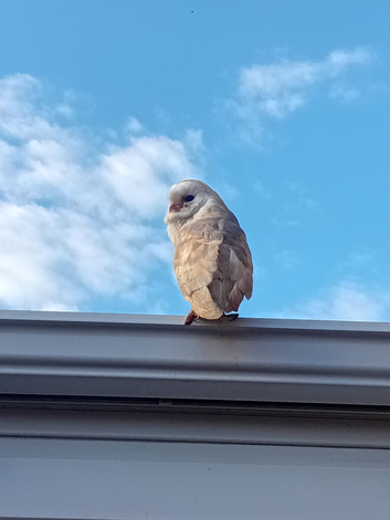 Barn owl forsale 150