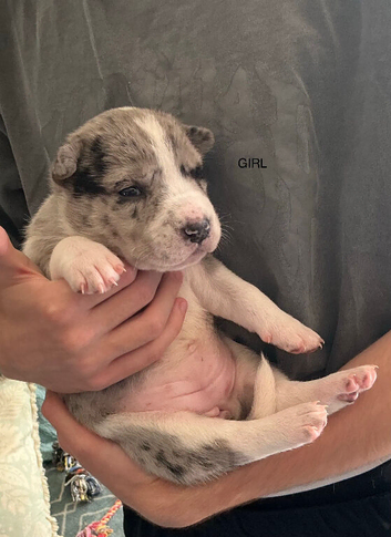 Staff cross Alaskan malamute puppies