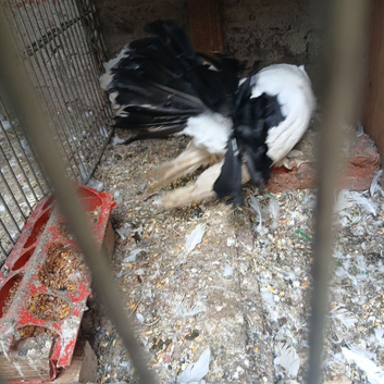 A pair of fanciful pigeons