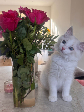 Stunning Blue/Lilac Bi-Colour Ragdoll Kittens – 7 Available