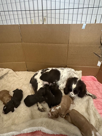 Cocker spaniel pups