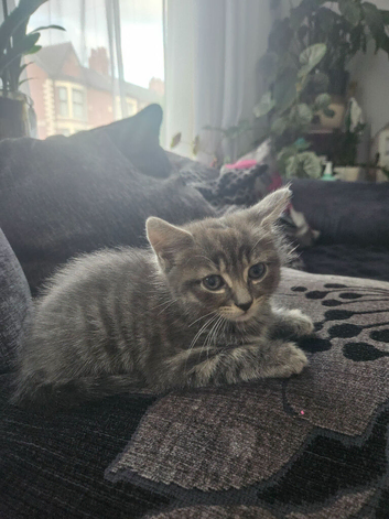 Kitten needs new home