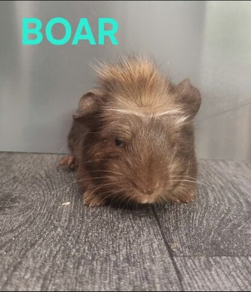 BEAUTIFUL MALE GUINEA PIGS