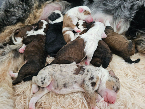 Bernedoodle F1B