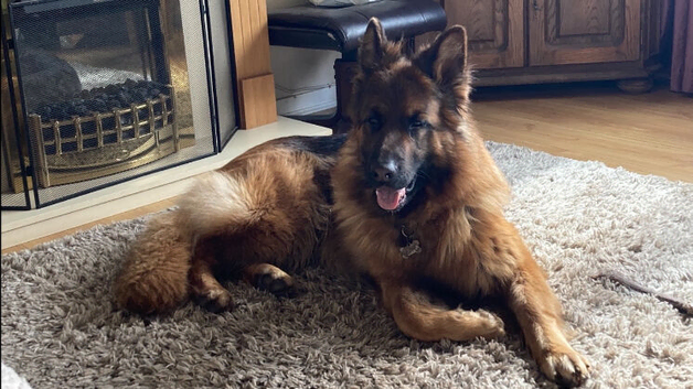 Female GSD