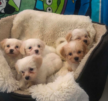 Bichon Puppies