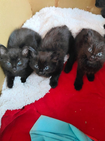3 kittens
