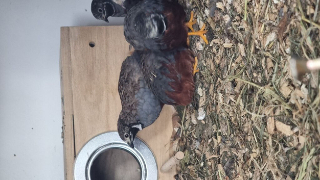 Quail