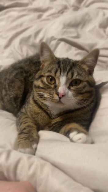 Pebbles 9 Month Old British Shorthair