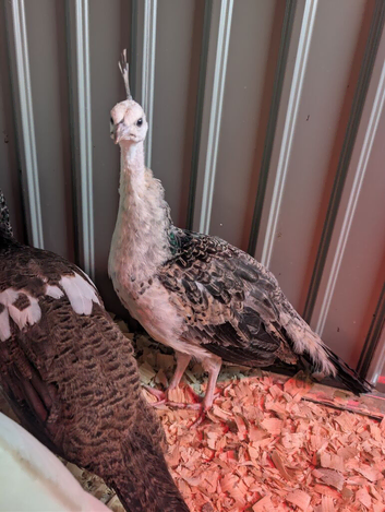 3 male peachicks looking for a new home