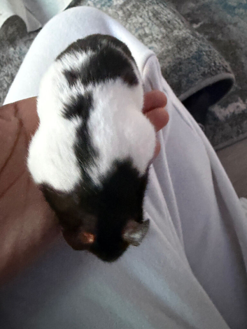5 month old Syrian Hamster + Cage + accessories & supply of food