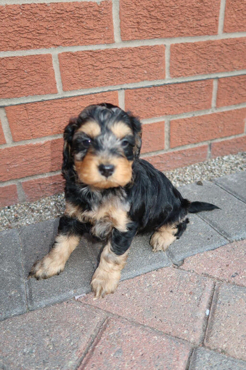 Cockapoo puppies