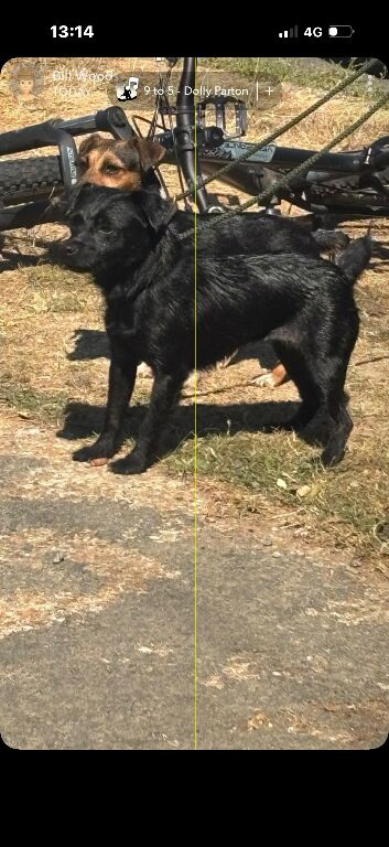 Lovey girl looking for new home