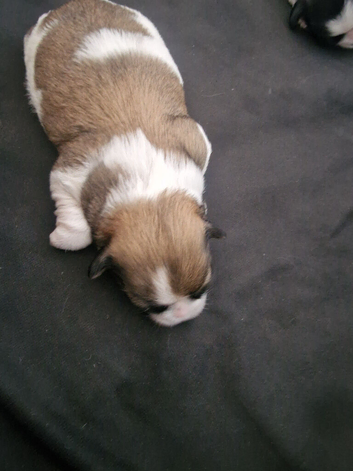 Shis tzu