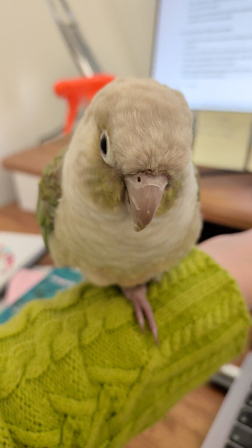 Two green cheek conures + cage + accessories