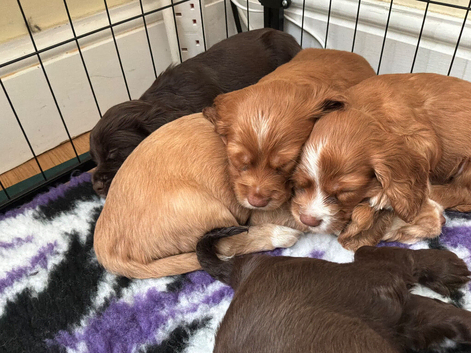 Working Cocker Spaniel Puppies &ndash; 2 Boys From litter of 6 Available
