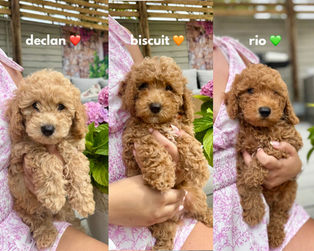 5 STAR - health tested puppies