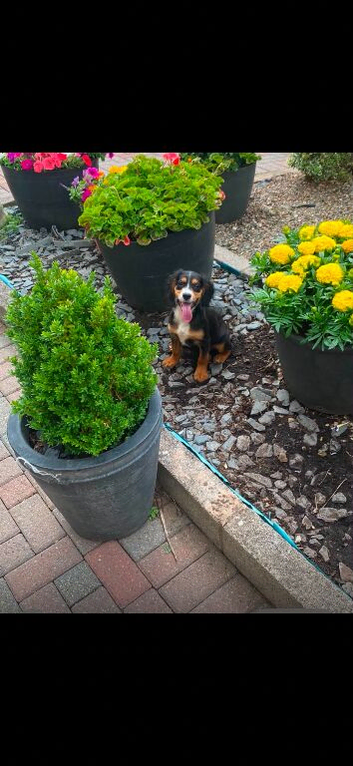 Cocker spaniel puppies for sale