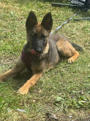 Belgium Malinois girl 6 month old