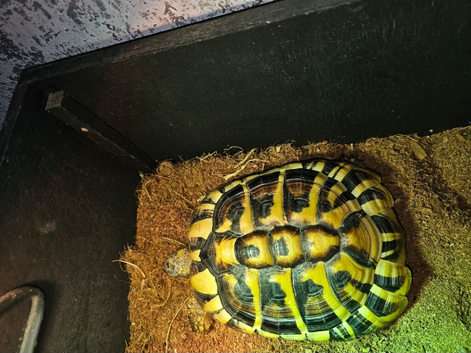 Female Hermann tortoise
