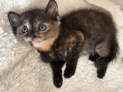 OPEN TO SENSIBLE OFFERS ONE KITTEN LEFT