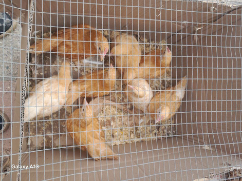 Buff Orpington growers