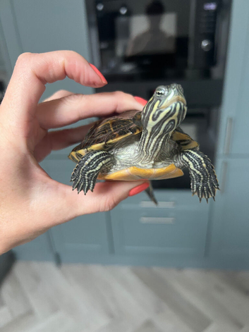 2x diamond back terrapins 6 month old