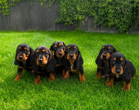 stunning mini bassets