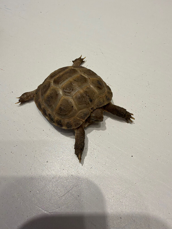 2 horsefield tortoise