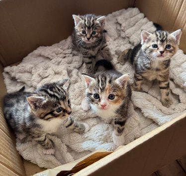 Siberian European Shorthair Girls!