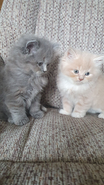 Gorgeous kittens