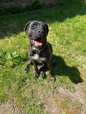 20 month Male Presa Canario