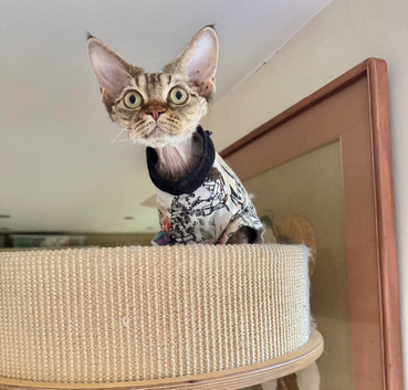 TICA Show Quality Devon Rex Girl