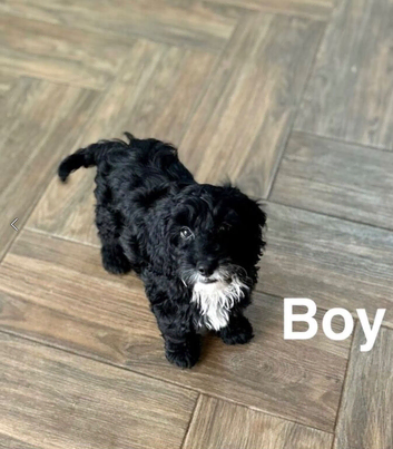 Layla cockapoo boys 18weeks old