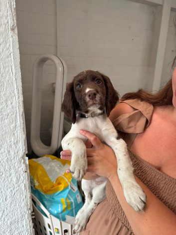 Springer spaniel puppies ready for there forever home