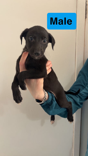 bull grey x whippet x saluki grey