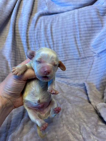 KC REG Show Cocker Spaniel