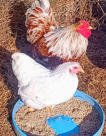 Wyandotte Bantam Pullets (Females)