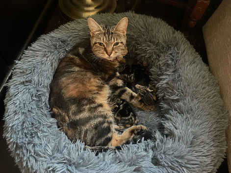 Kittens for sale