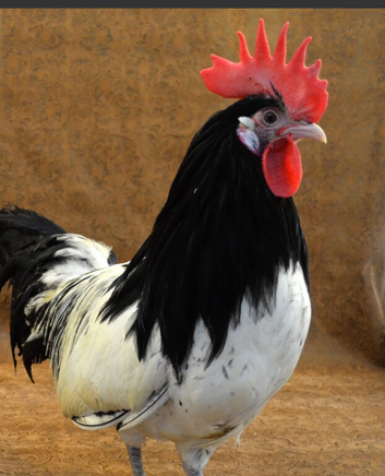 Rare Breed Lakenvelder Cockerel
