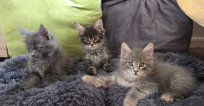 Maine coon kittens