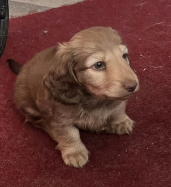 Long haired daschund puppy