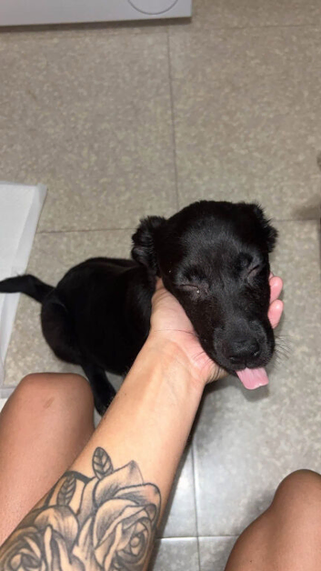 Beautiful black Labrador