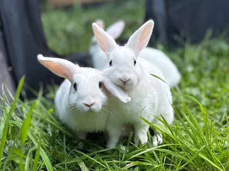 Beautiful Baby Rabbits