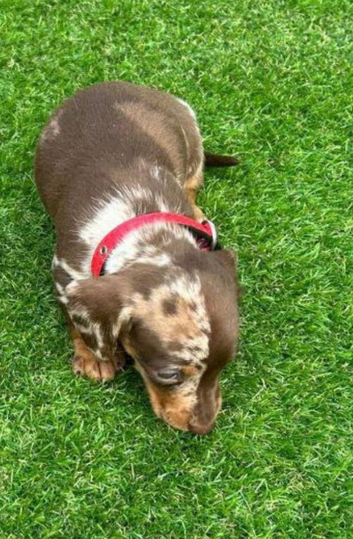 Miniature dachshund