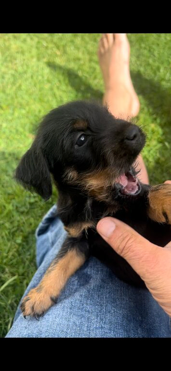 Patterdale x lakeland